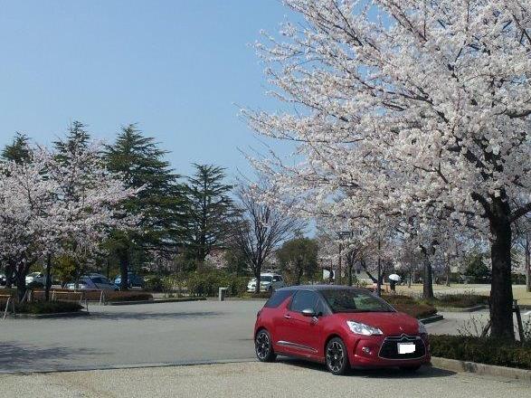 ＳＡＫＵＲＡ