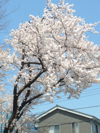 お花見シーズン