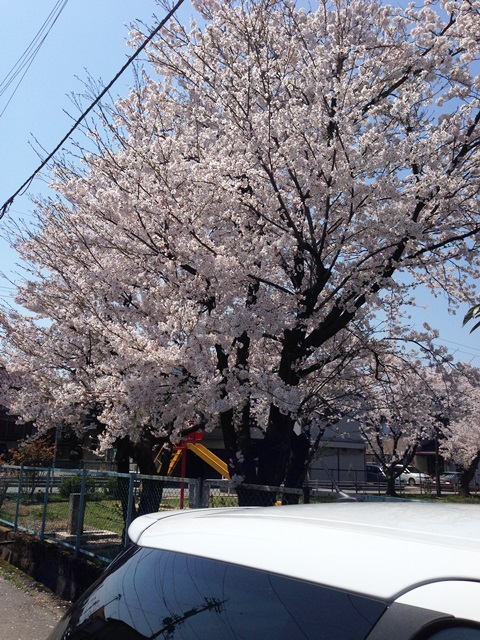 お花見シーズン