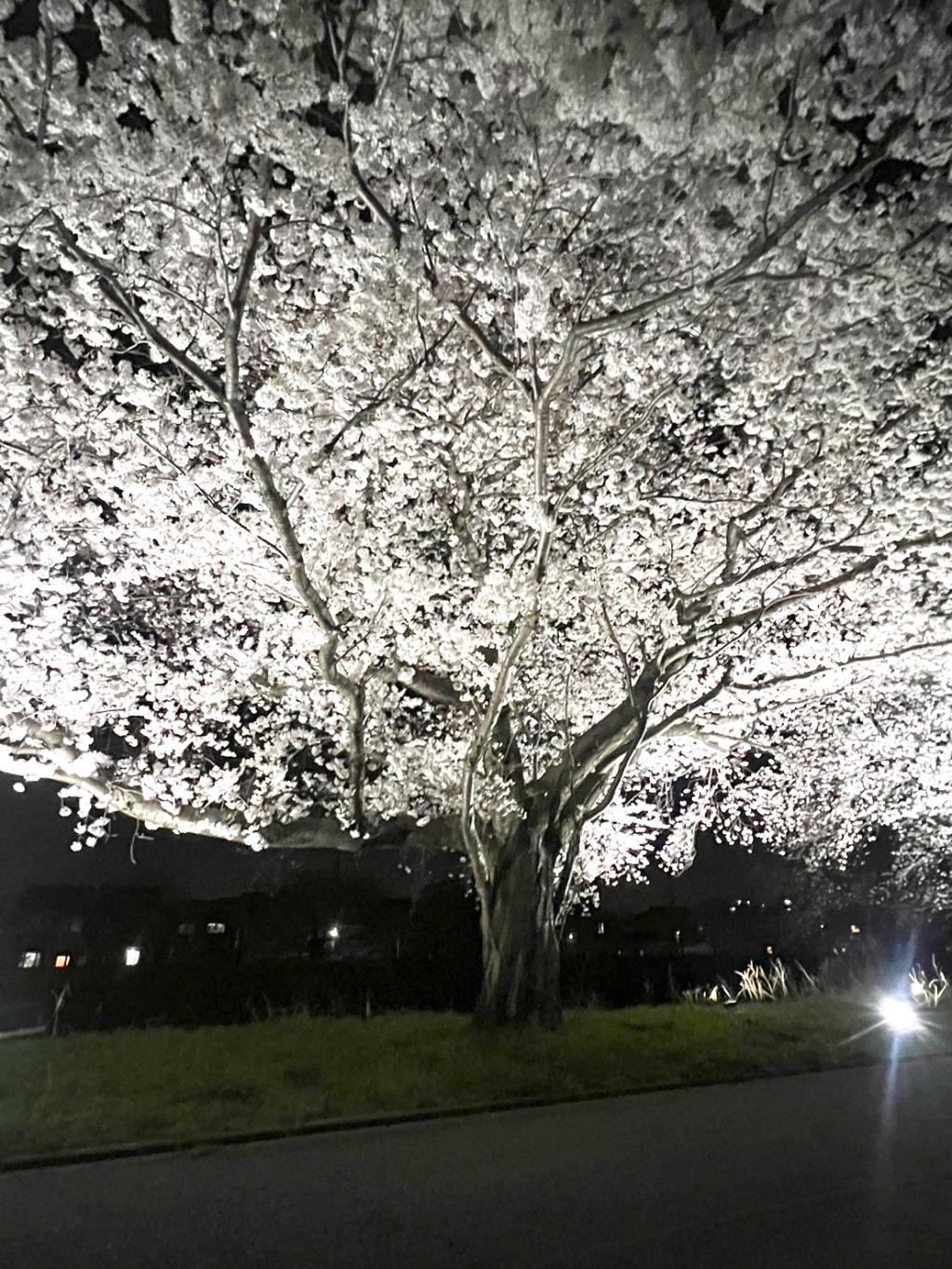 桜を見に🌸